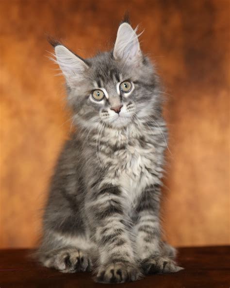 maine coon adopcion|Maine Coon Adoption in Virginia: Maine Coon Kittens for Sale in ...